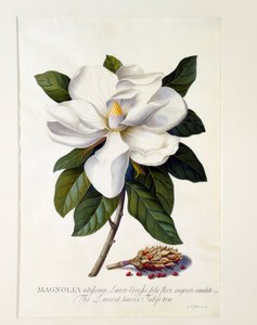 Magnolia Grandiflora, c. 1743 incisione colorata a mano da "Georg Dionysius Ehret