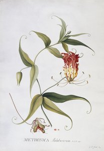 Methonica da Georg Dionysius Ehret