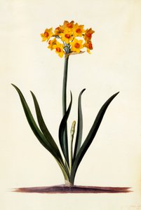 Narciso, c. 1745 incisione colorata a mano