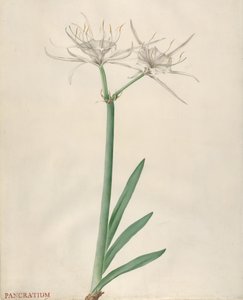 Pancratium, 1738-70