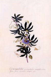Passiflora Granadilla, c. 1745