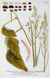 Phalangium, 1737 da "Georg Dionysius Ehret
