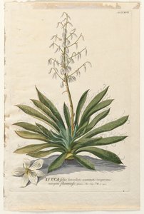 Plantae Selectae: No. 37 - Yucca