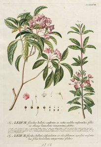 Plantae Selectae: No. 38