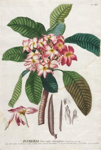 Plantae Selectae: No. 41 da Georg Dionysius Ehret