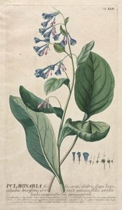 Plantae Selectae: No. 42 - Pulmonaria da Georg Dionysius Ehret