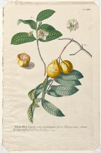Plantae Selectae: No. 43 - Guaiaba da Georg Dionysius Ehret
