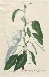 Plantae Selectae: No. 46 - Tacamahaca da Georg Dionysius Ehret