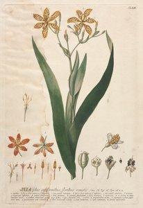 Plantae Selectae: No. 52 - Ixia
