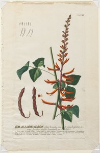 Plantae Selectae: No. 58 - Corallodendron da Georg Dionysius Ehret