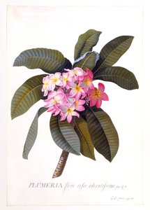 Plumeria, c 1744 incisione colorata a mano da "Georg Dionysius Ehret