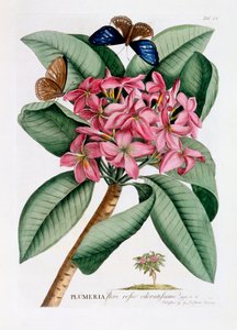 Plumeria, c. 1749 incisione colorata a mano da "Georg Dionysius Ehret