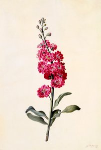 Stock Matthiola Incana, ca. 1746 incisione colorata a mano da "Georg Dionysius Ehret