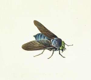 Il Tafano, XVIII secolo