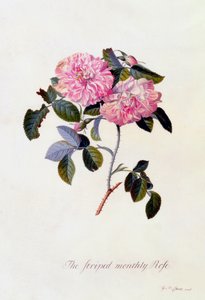 La rosa mensile a strisce, c. 1745 incisione colorata a mano da "Georg Dionysius Ehret