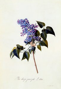 Il lillà viola scuro da "Georg Dionysius Ehret