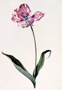 Tulipano, c. 1745 incisione colorata a mano da "Georg Dionysius Ehret