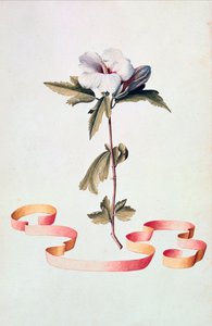 Ibisco bianco da Georg Dionysius Ehret