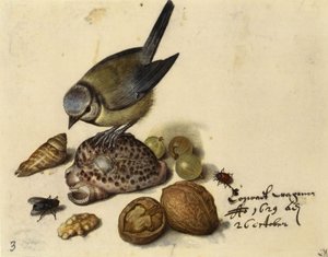 Natura morta con cincia, conchiglie, frutti e insetti da Georg Flegel