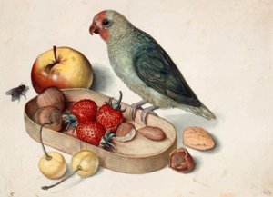 Natura morta con pappagallo nano