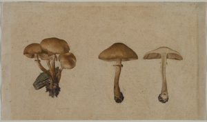 Funghi, 1751