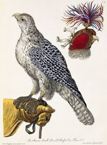Falconeria, Tavola 3, da "Deliciae Naturae Selectae"