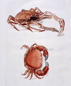 Illustrazione di aragosta e granchio
