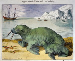 Rappresentazione di un tricheco, animale polare. Incisione dall