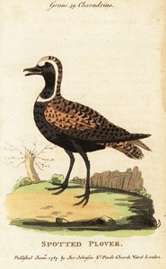 Piviere dorato americano o piviere maculato, Pluvialis dominica da George (after) Edwards
