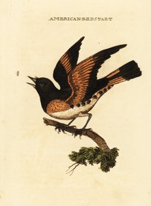 Pigliamosche americano, Setophaga ruticilla da George (after) Edwards