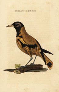 Rigogolo di Audubon o rigogolo testanera, Icterus graduacauda da George (after) Edwards