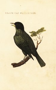 Bulbul dal cappuccio nero, Pycnonotus melanicterus