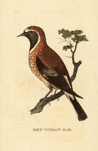 Culbianco dalle orecchie nere, Oenanthe hispanica stapazina