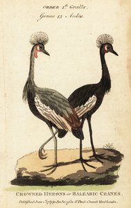 Gru coronata nera, Balearica pavonina da George (after) Edwards