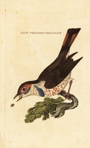 Pettazzurro, Luscinia svecica da George (after) Edwards