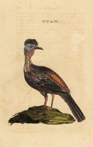 Guan crestato, Penelope purpurascens da George (after) Edwards