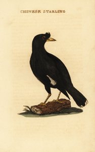 Myna crestato, Acridotheres cristatellus da George (after) Edwards