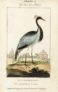 Damigella o gru numidica, Grus virgo da George (after) Edwards