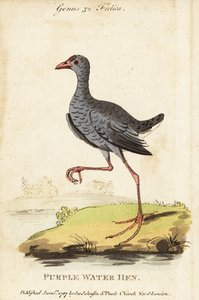 Pollo sultano testagrigia, Porphyrio poliocephalus da George (after) Edwards