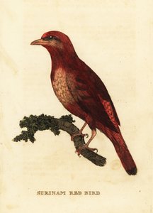 Cotinga rossa della Guiana, Phoenicircus carnifex da George (after) Edwards