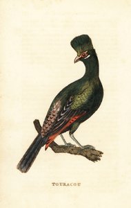 Turaco della Guinea o turaco verde, Tauraco persa da George (after) Edwards