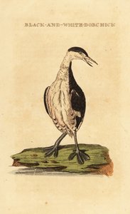 Svasso cornuto, giovane, Podiceps auritus da George (after) Edwards