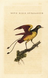 Re degli uccelli del paradiso, Cicinnurus regius da George (after) Edwards