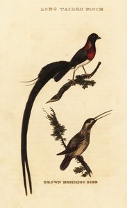 Vedova del paradiso dalla lunga coda, Vidua paradisaea e colibrì rufous, Selasphorus rufus da George (after) Edwards