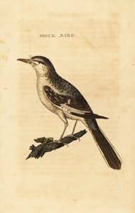Mimo settentrionale, Mimus polyglottos
