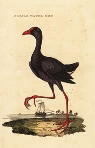 Pollo sultano, Porphyrio porphyrio da George (after) Edwards