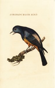 Tanager dal petto argentato, Tangara velia