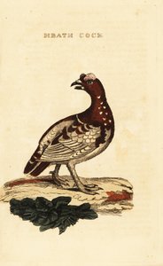 Gallo cedrone canadese, Falcipennis canadensis canace da George (after) Edwards
