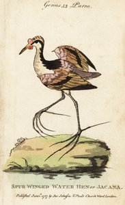 Jacana crestato, Jacana jacana da George (after) Edwards