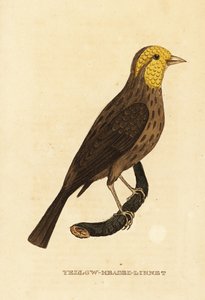Grosbeak giallo, Pheucticus chrysopeplus da George (after) Edwards